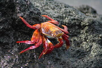 Sally lightfoot crab on lava rock at Urbina Bay, Isabela Island, Galapagos, Ecuador