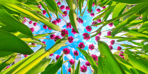 background tulips 