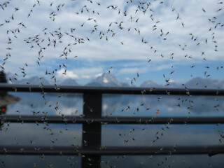 Closeup of a spiderweb with bigs, and the mountains of Grand Teton in the background