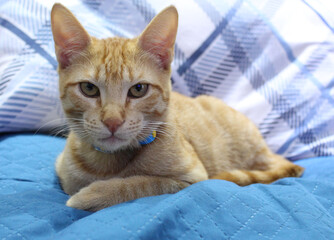 Gato filhote amarelo com coleira azul deitado olhando bravo, sério, entediado. Fundo na cor azul.
