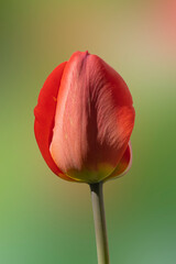 Red flowers are tulips. Spring tulips with green leaves. Tulip buds on a soft blurred background in spring