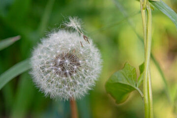 Fluffy dandelion head with seeds. Spring dandelions with green leaves. Dandelion seeds on a soft blurred background in spring. Selective Focus