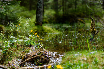 Fototapeta premium sumpfdotterblumen
