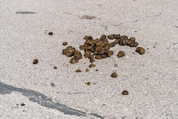 Horse feces on the asphalt in the city. Close-up in the afternoon in bright sun.