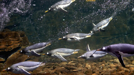 Group of penguins in captivity, diving in their fish tank
