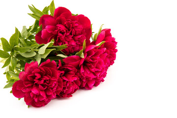 Peony flower closeup isolated on white background