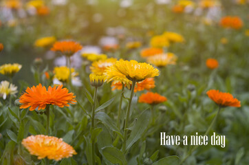 a straw hat, a bouquet of wildflowers, a cup of coffee and meringues, badminton rackets. summer background