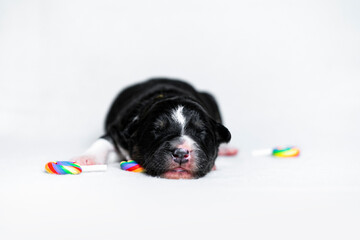 Puppy with lollipop pt.2 © Jagoda