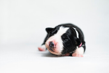 Puppy pt. 4 © Jagoda