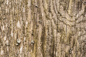 Old and rotten wooden wall. View close up