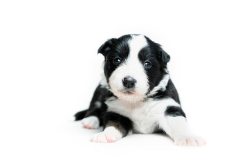 Puppy on the white background pt. 3 © Jagoda