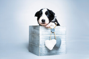 Puppy in the box pt. 3 © Jagoda