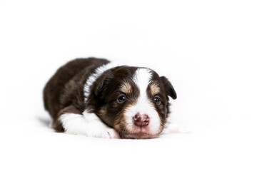 Puppy on the white background pt. 2 © Jagoda