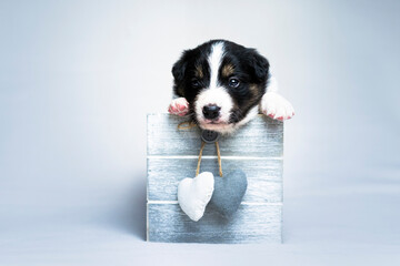 Puppy in the box pt. 2 © Jagoda
