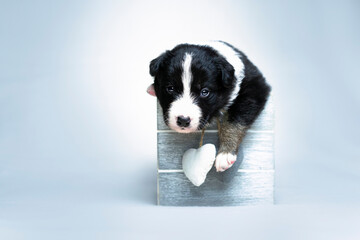 Puppy in the box  © Jagoda