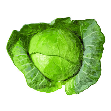kapusta 3