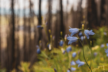 Light Purple Flowers Grow on Forest Floor