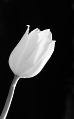Tulip over dark background, minimalistic black and white concept.