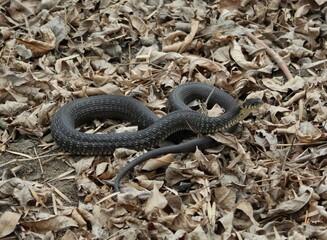 snake in the grass