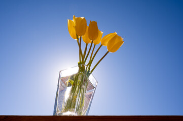 Yellow Tulips bouquet in glass vase with bright blue sky in the background. Vase on wooden table. 