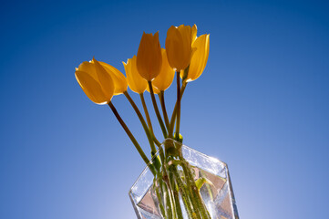 Yellow Tulips bouquet in glass vase against blue sky