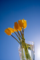 Yellow Tulips bouquet in glass vase with bright blue sky in the background 