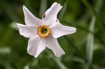 white narcissus flower