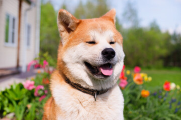 akitainu dog waking in the garden, summer background