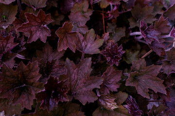 Deep purple leaves natural pattern background. Violet leaves texture.
