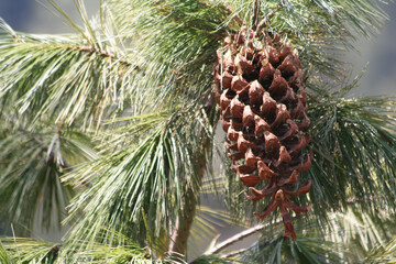 Piñón. Zoom a pino en un parque de México.