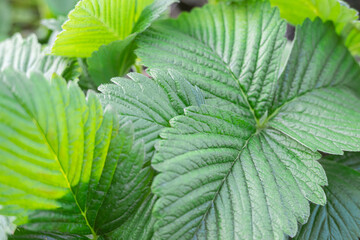 Leaves of strawberry background. Fresh green plants. Beautiful herbal abstract background of nature. Wild strawberry leaves. Strawberry bush. Green foliage texture. High quality photo