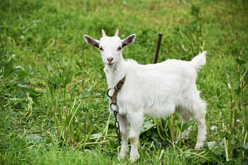 Cute goatling outdoors in spring grass, rural wildlife photo