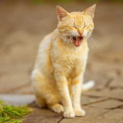 Naklejka na ściany i meble Portrait of a yawning ginger cat in the park