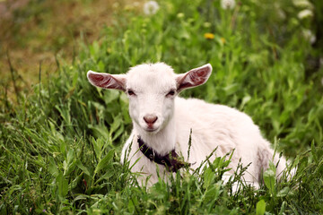 Fototapeta premium White small goatling outdoors, rural wildlife photo