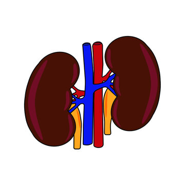 Kidney 3D colored vector image on human body for education of anatomy and renal system disease.