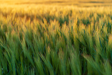 Close-up of wheat field with green ears in the setting sun during a summer day.