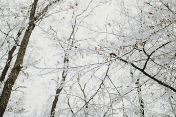 Frosty forest during winter in Romania
