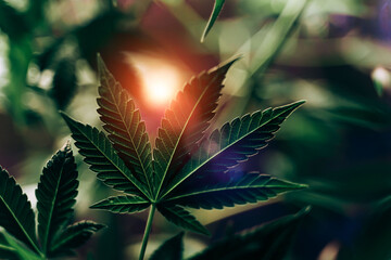 Green cannabis indoors. Growing pot in groutent. Vegetative stage of marijuana growth. Medical...