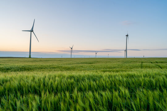 Wind turbines that produce sustainable energy located on an agricultural field on which green wheat is planted on a summer day at sunset.