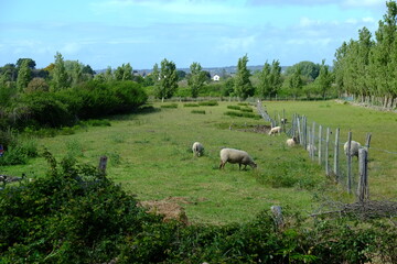 Some sheeps in the west of France, spring period, May 2021.