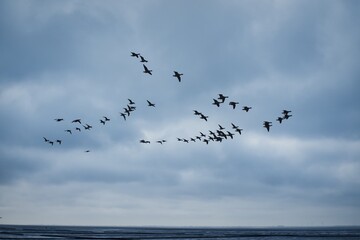 Zugvögel Nordsee