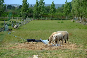 Obraz premium Some sheeps in the west of France, spring period, May 2021.