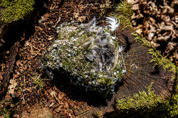 empty bird nest in the forest