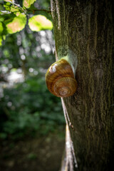 snail on a tree