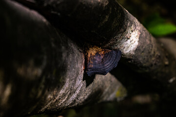 close up of a trunk in the forest
