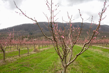  A young flowering peach orchard after pruning in a mountainous area. Selective focus.
