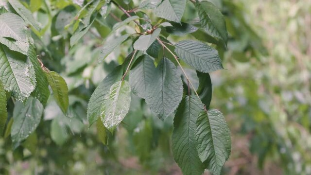 Rain And Hail Falling On Leaves In Forest