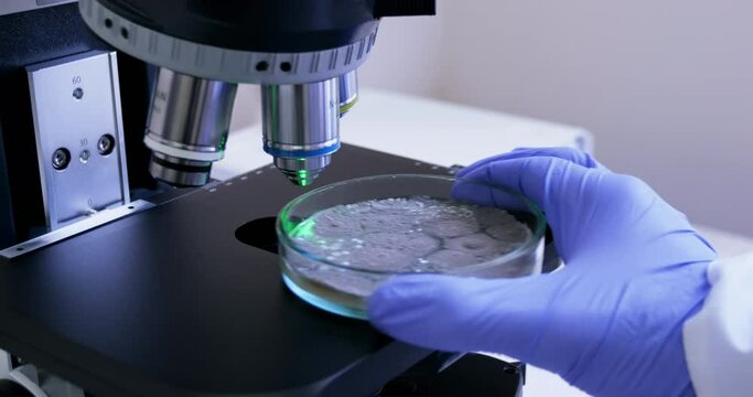 Close-up, a scientist places a petri dish with bacteria under a microscope magnification to study the beneficial properties. A high-tech microscope for studying bacteria.