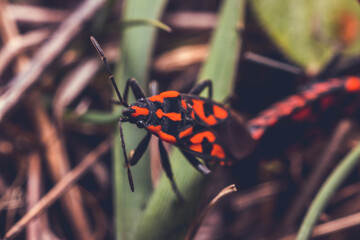 Pyrrhocoris - the most common red bug