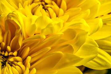 yellow chrysanthemum flower